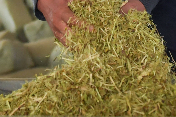 生物質(zhì)烘干機廠家鄭州東鼎干燥開發(fā)了大型檸條烘干機成套設備，實現(xiàn)了檸條資源規(guī)模化利用之路。